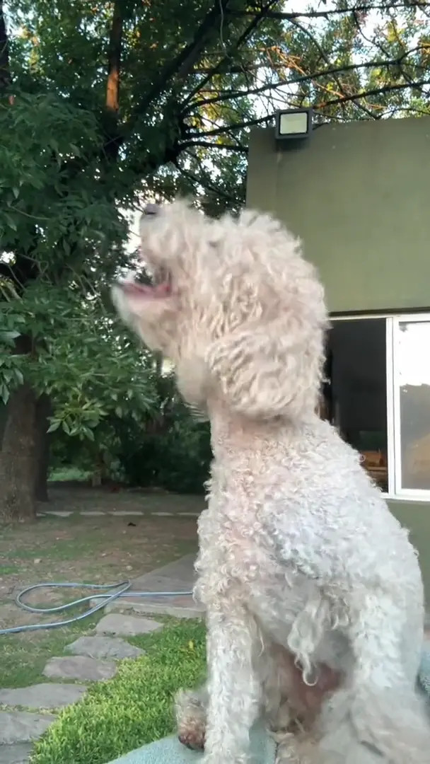 Iaras2 Nude Leaked OnlyFans Video #132285 - ePornLeak