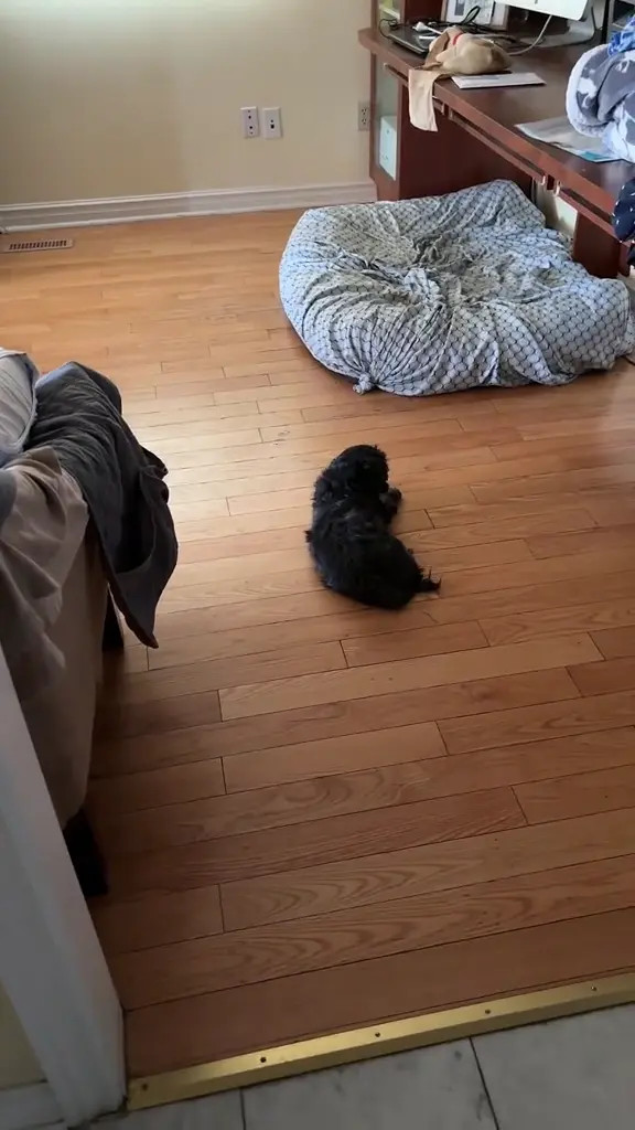 Sabadabadoodle OnlyFans Leaked Nude Video #180841