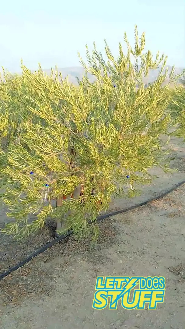 Letydoesstuff OnlyFans Leaked Nude Video #192705