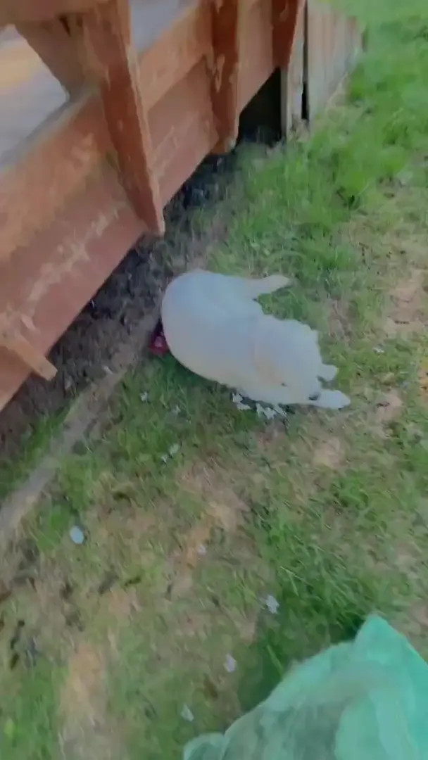 Mikumiku39 OnlyFans Leaked Nude Video #206421