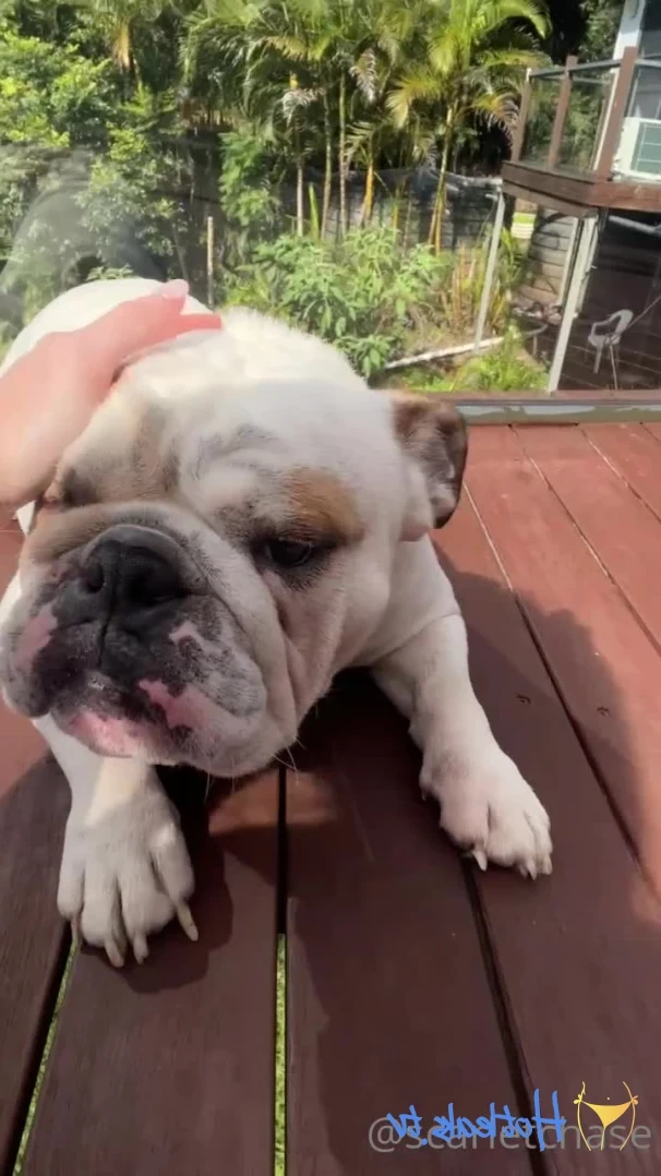 Scarlet Chase [ scarletchase ] - Yummy cummy bummy  Feat. Lil socky peets