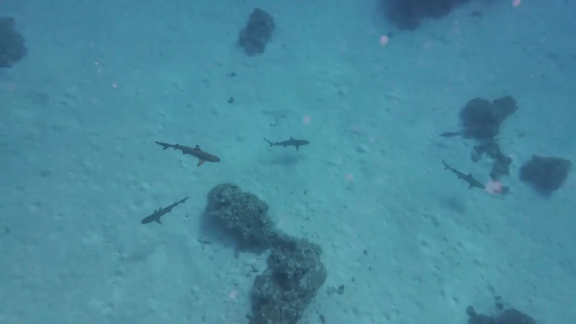 Laurenlanders OnlyFans Leaked Nude Video #305580 - ePornLeak