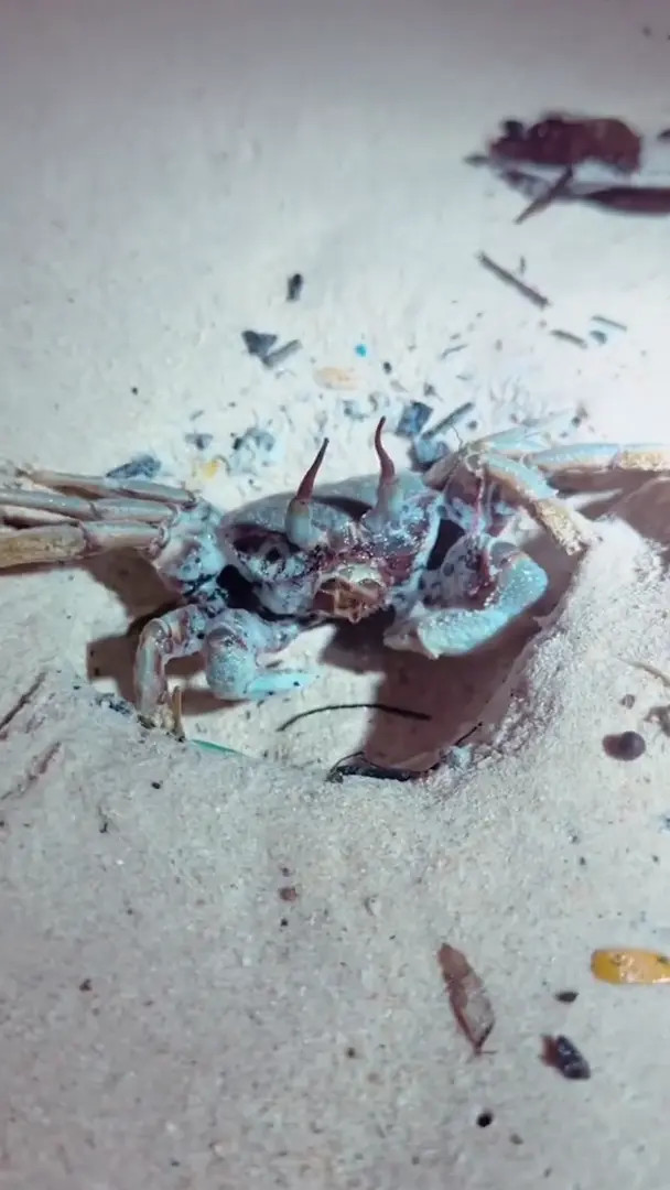 Farbenfuchs_ OnlyFans Leaked Nude Video #308184 - ePornLeak