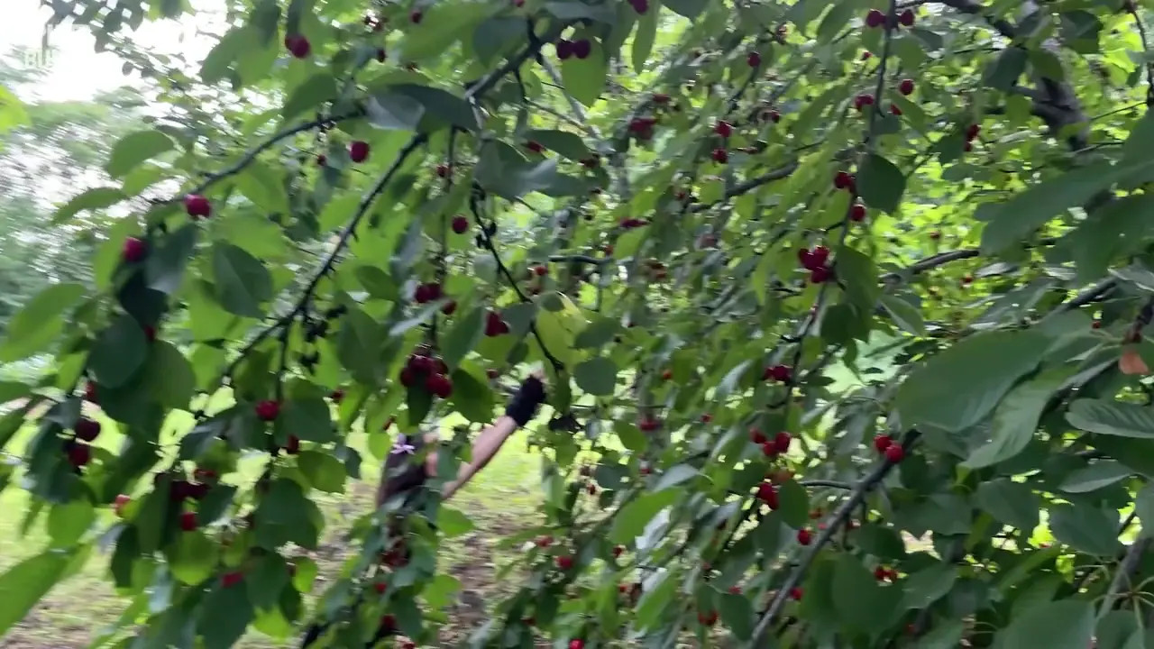 Catgirl Steals Sweet Cherries From My Garden Then Tastes My Dick