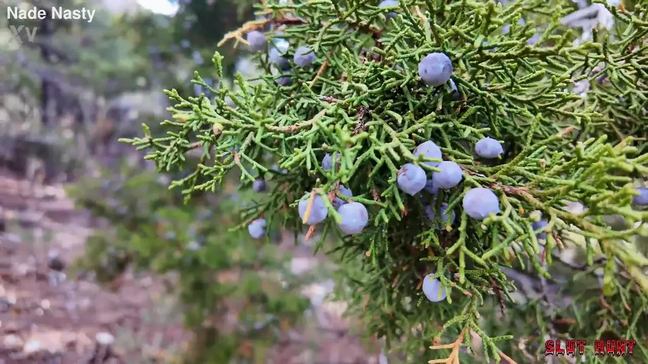 Juniper Ren Fucked Rough In The Forest With Her Mouth Taped