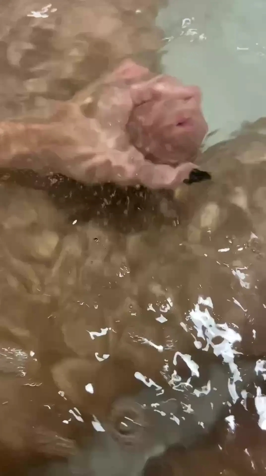 Vippalomapiazzi OnlyFans Leaked Nude Video #317141