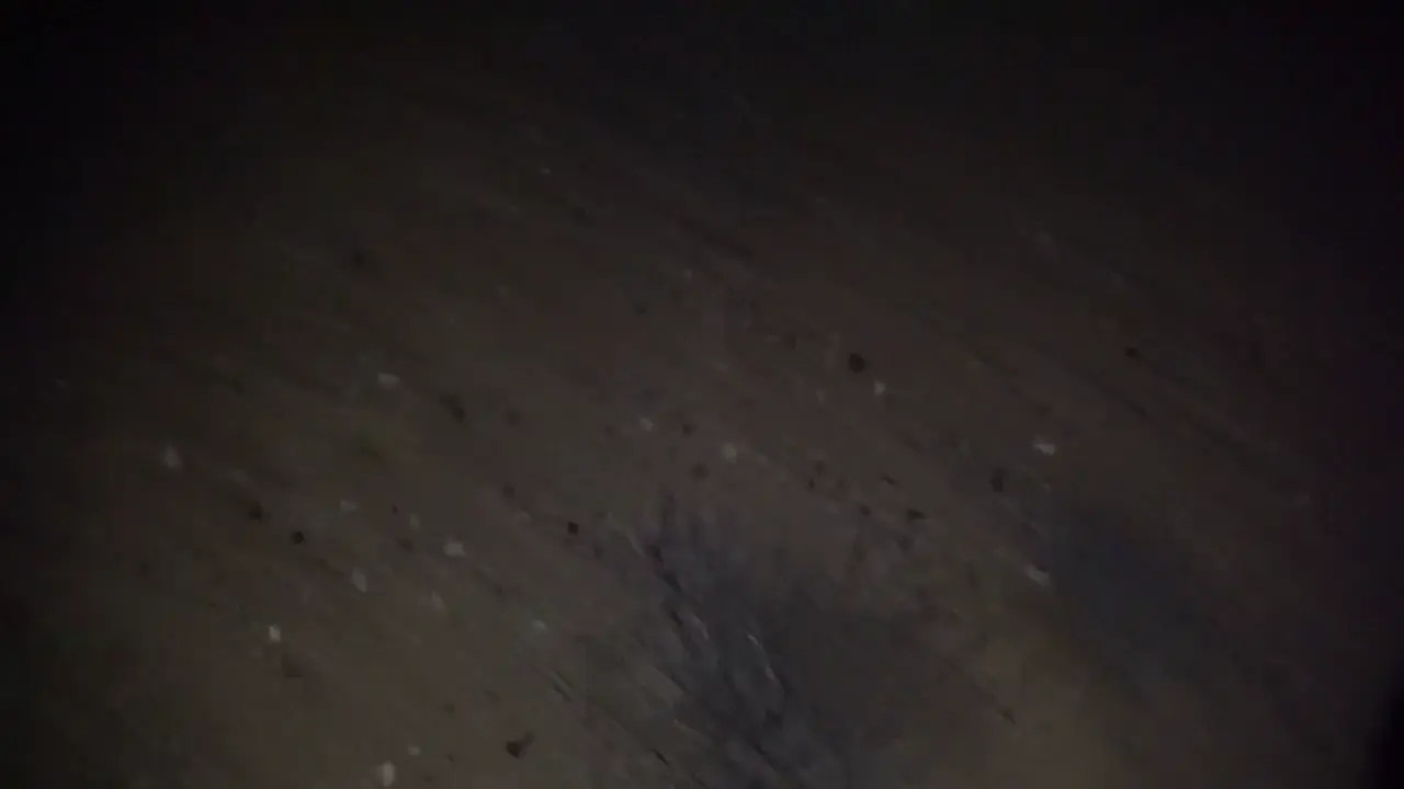 Codi Vore Can Suck Dick As Good As Any Human Girl