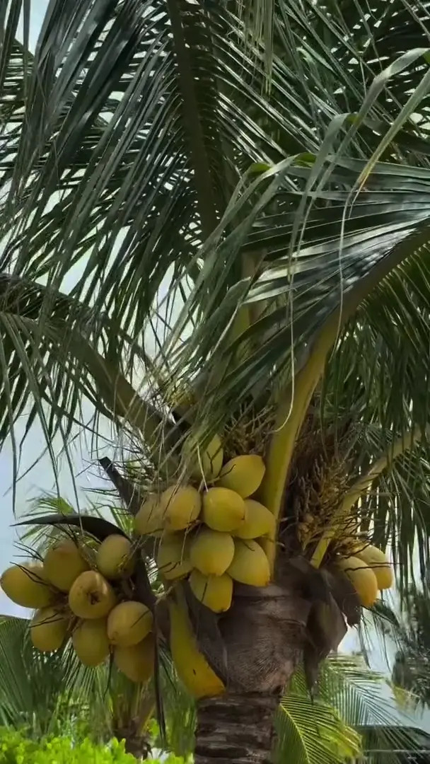 Wanda_nara OnlyFans Leaked Nude Video #345028