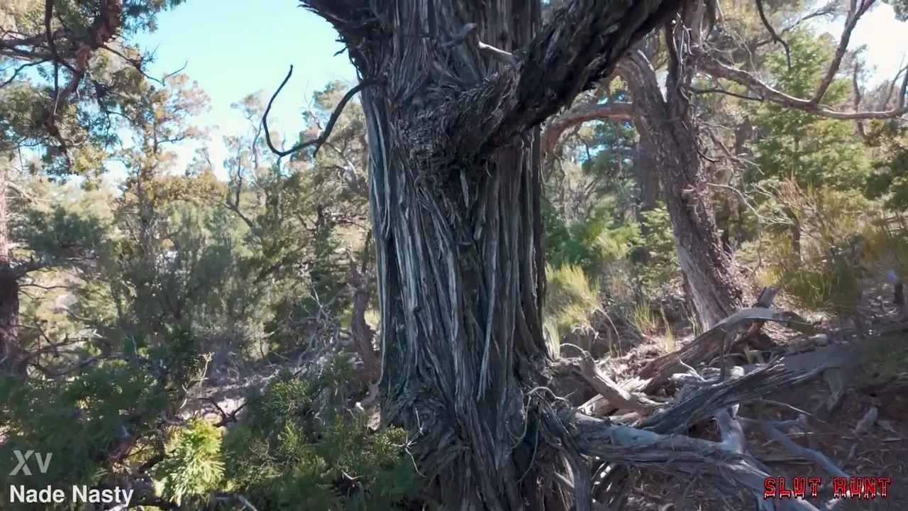 Willow Ryder Gets Tied And Rammed In A Forest