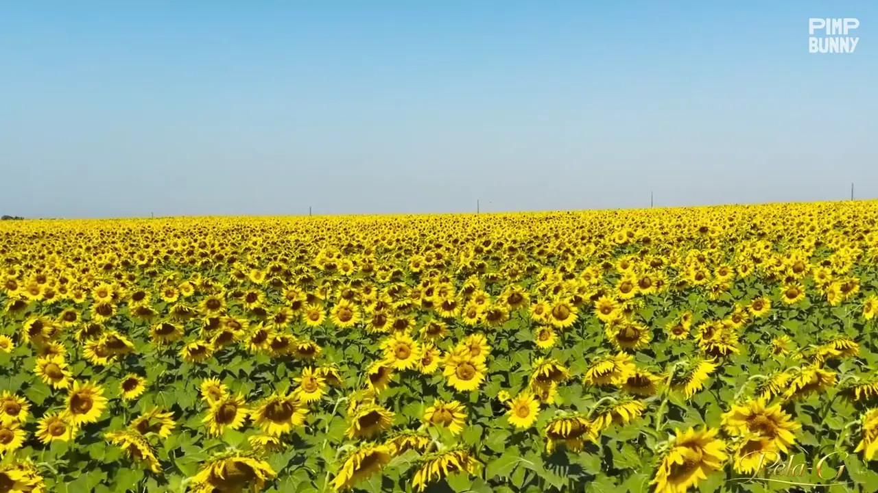 Fertility Goddess Caresses Her Pussy In A Sunflower Field