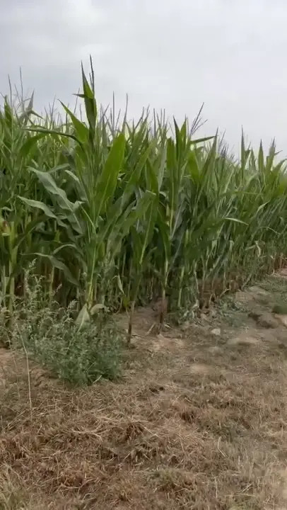 Angele Ice Gets Her Pussy Plowed On The Farm