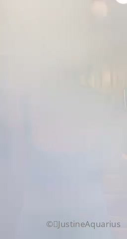 𝗖𝗿𝗲𝗮𝗺𝘆 𝗝𝘂𝘀𝘁𝗶𝗻𝗲 𝗝𝗮𝗸𝗼𝗯𝘀 (was 𝗔𝗾𝘂𝗮𝗿𝗶𝘂𝘀)💦 [ justinejakobs ] - playing a little  the camera suits me today