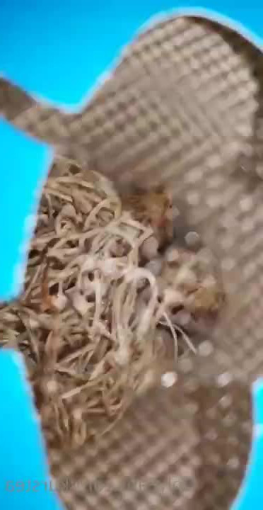 kurstea - Am I distracting you  I hope I am