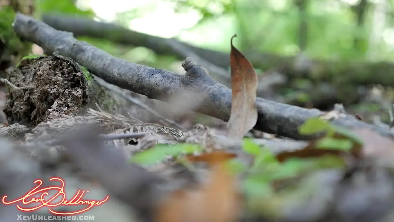 Xev Bellringer Sucks Cock For Water