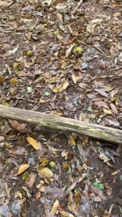 Elle Brooke Gets Her Ass Banged In The woods