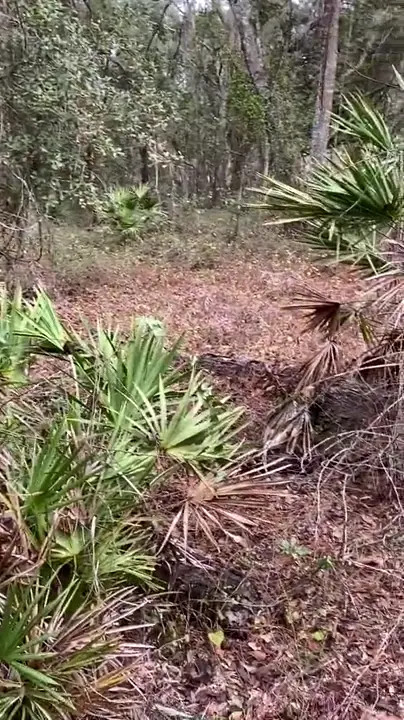 Elle Brooke Has Sex Outdoors - ePornLeak