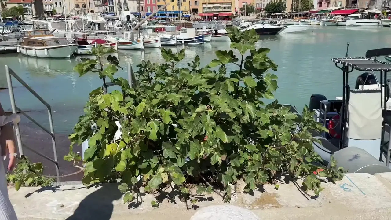 Rose2lacroix Gets Fucked On A Leather Sofa